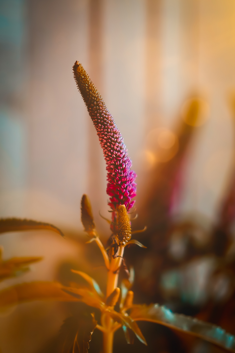 Blomst Aftensol Af Smukstil By Mea