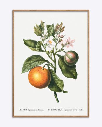 Citrus Bigaradia Violacea