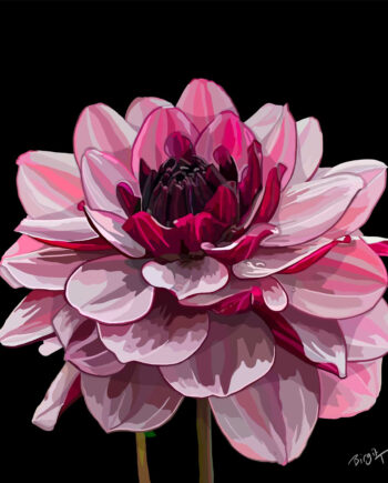 Dahlia Tricolor Af Birgit Thrane