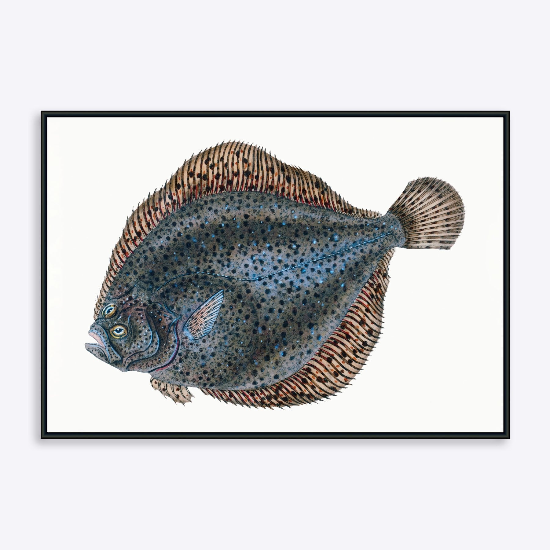 Flatfish