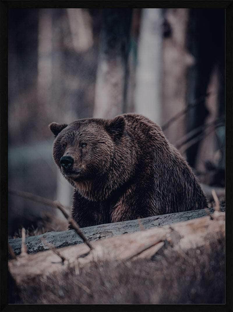 Grizzlybjørn Plakat