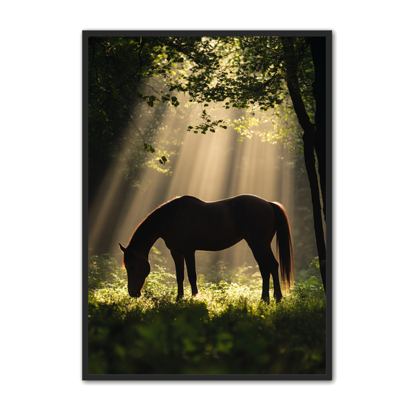 Hest Plakat 13 Solstråler   Skovens Stilhed