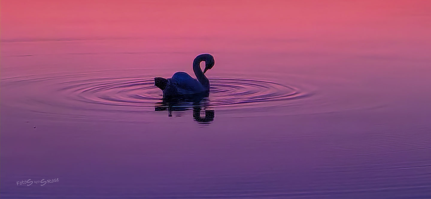Svane Pink Solnedgang Af Fotos By Srose