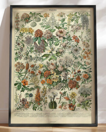 Adolphe Millot Fleurs Antik Plakat Med Blomster