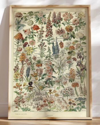 Adolphe Millot Fleurs Blomsterplakat