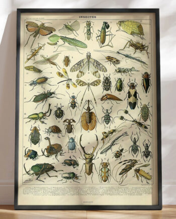 Adolphe Millot Insectes Insektplakat