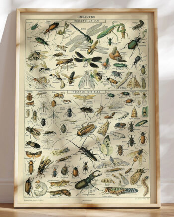 Adolphe Millot Insectes Plakat Med Insekter