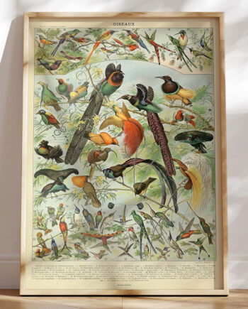 Adolphe Millot Oiseaux Plakat Med Fugle