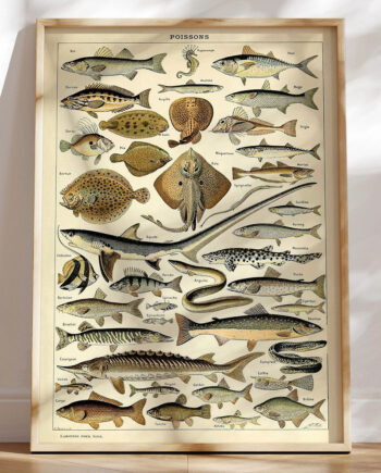 Adolphe Millot Poissons Plakat Med Fisk