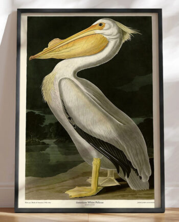 American White Pelican John James Audubon Retroplakat