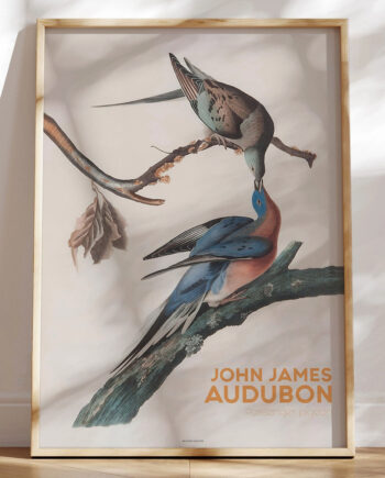 Audubon Plakat Passenger Pigeon