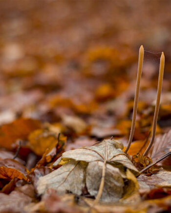 Autumn Forest Floor Af Rasmus Gundorff Sæderup