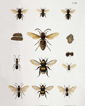 Bees Af Vintage Vista Designs