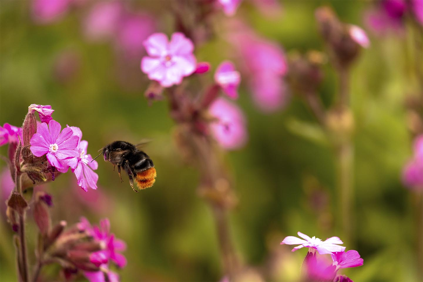 Blomster Og Humlebi Af Msj Natur Foto