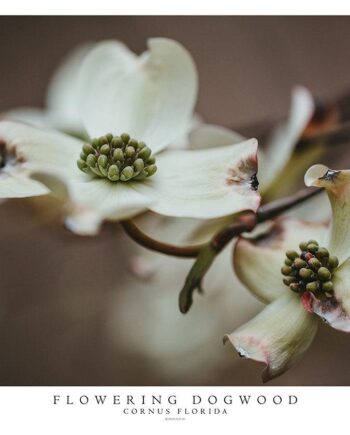 Blomsterkornel Cornus Florida Plakat