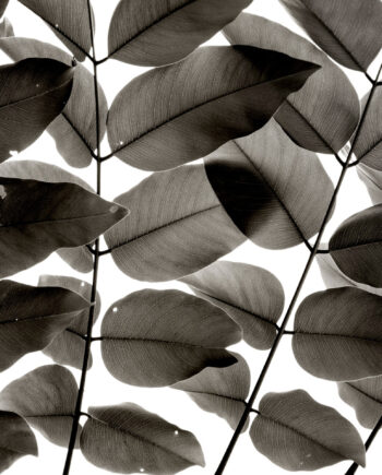 Branches And Leaves Af Tal Paz-fridman