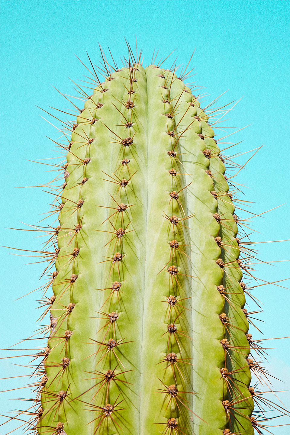 Cactusland No    Af Camilla Schmidt