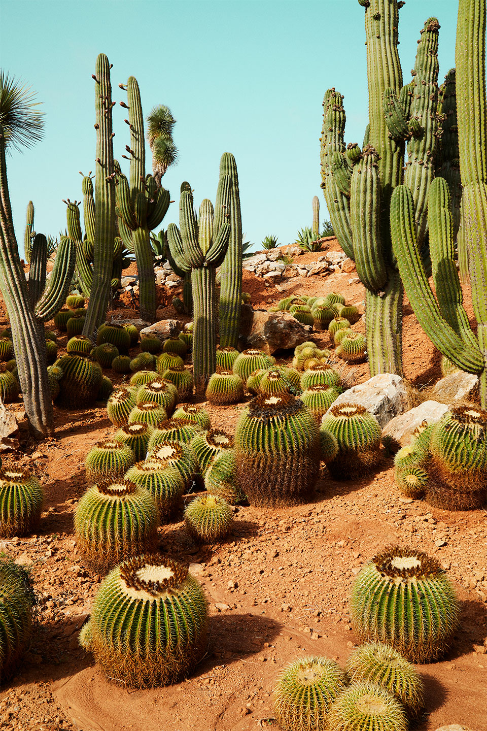 Cactusland No    Af Camilla Schmidt