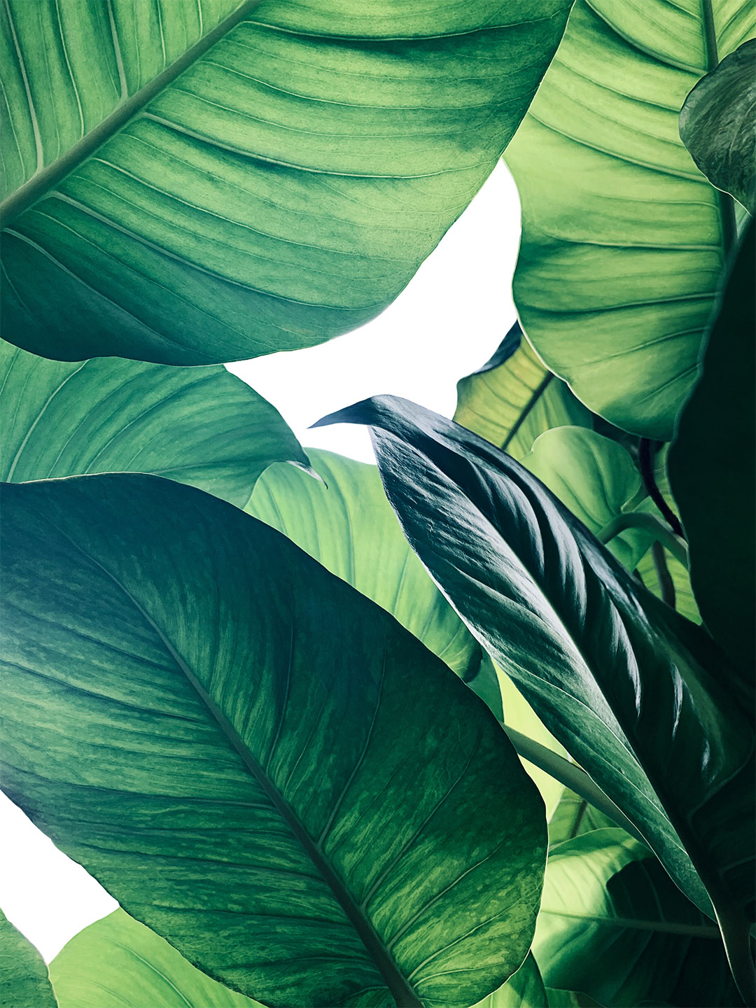 Calathea No    Af Illux