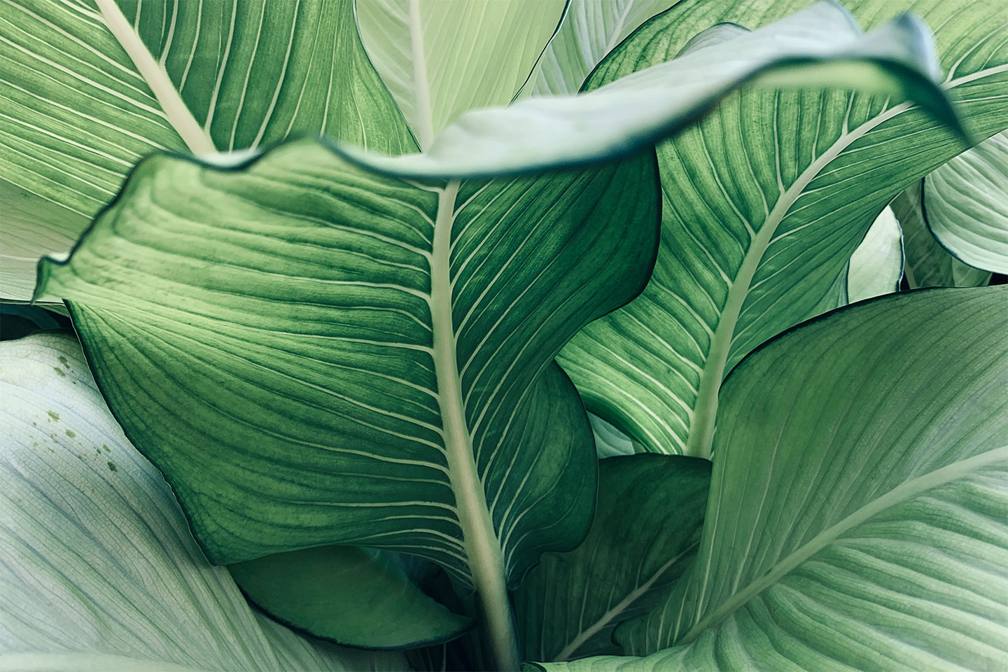 Calathea No    Af Illux