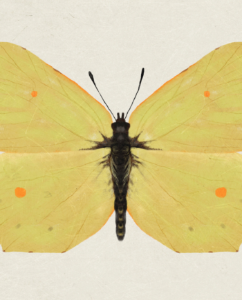 Citronsommerfugl Af Maladroit