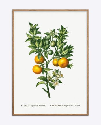 Citrus Bigaradia Sinensis