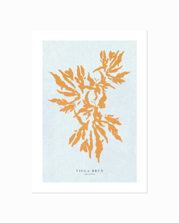 Corals  Burnt Sienna