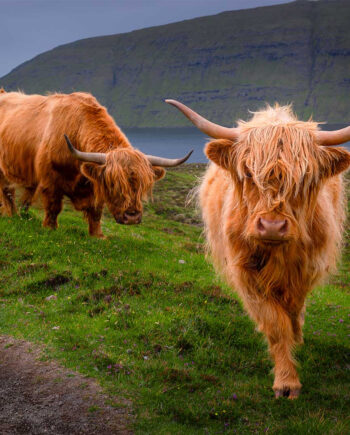 Curious Cows Af Rasmus Gundorff Sæderup
