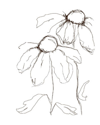 Daisies Af Lisa Ylander