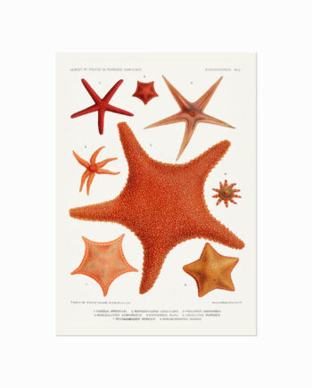 Echinodermes  Starfish