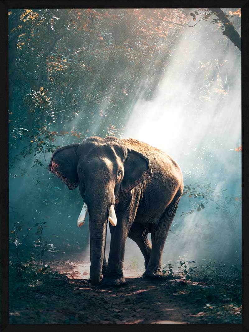 Elefant Lysning