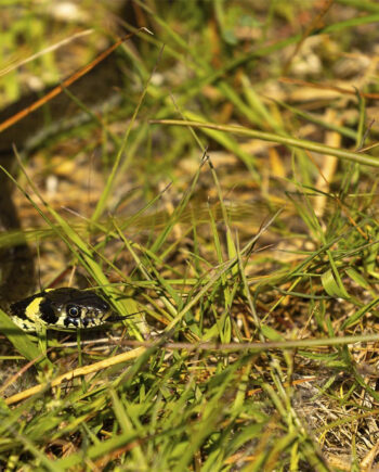 En Nysgerig Snog Af Msj Natur Foto