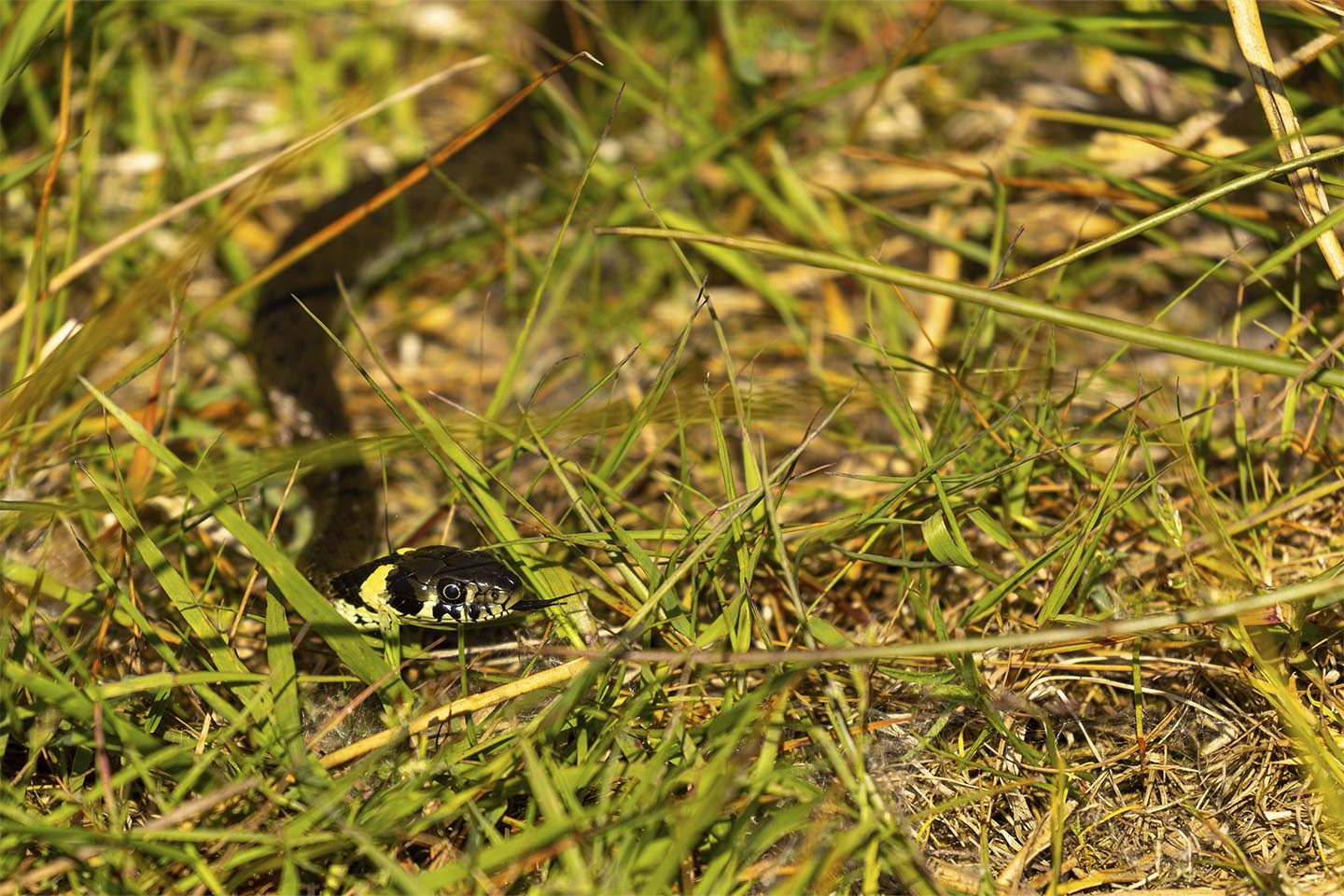 En Nysgerig Snog Af Msj Natur Foto