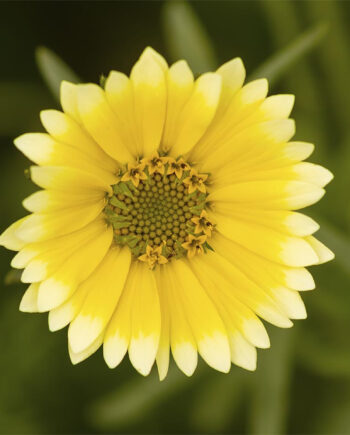 En Skøn Gul Blomst Af Msj Natur Foto