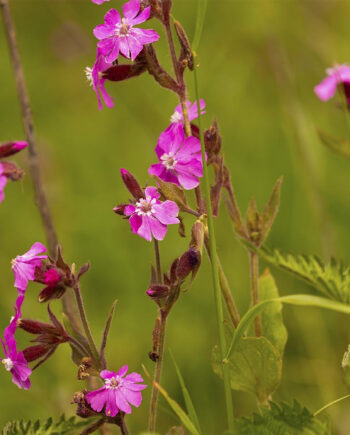 En Smuk Samling Blomster Af Msj Natur Foto