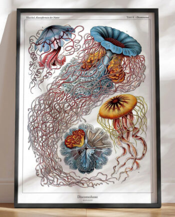 Ernst Haeckel Discomedusae Leksikonplakat Med Vandmænd