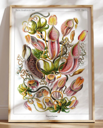 Ernst Haeckel Nepenthaceae  Kandebærer