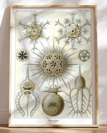 Ernst Haeckel Phaeodaria Retroplakat Med Vandlevende Organismer