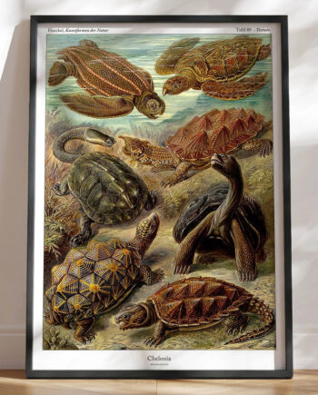 Ernst Haeckel Plakat Chelonia  Skildpadder