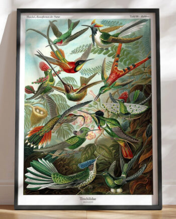 Ernst Haeckel Plakat Trochilidae Kolibris