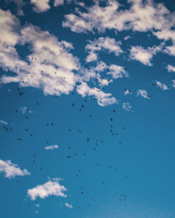 Evening Birds Af Kirsten Stigsgaard