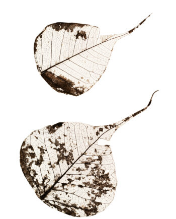Fallen Leaves    Af Tal Paz-fridman