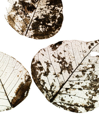 Fallen Leaves    Af Tal Paz-fridman