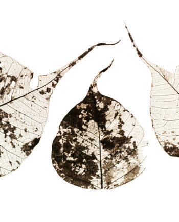 Fallen Leaves    Af Tal Paz-fridman