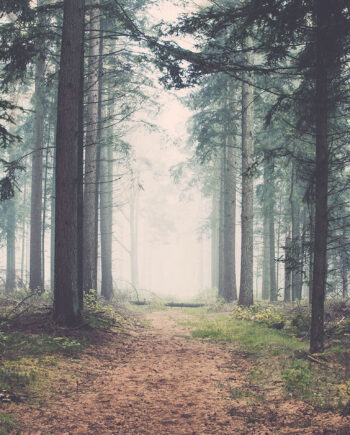 Forest Af Henrik Hansen