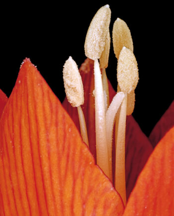 Fritillaria Imperialis Af Pauline Snoeijs