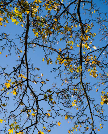 Graphic Maple Af Kirsten Stigsgaard