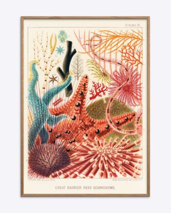 Great Barrier Reef Echinoderms