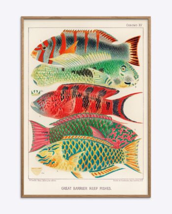 Great Barrier Reef Fishes