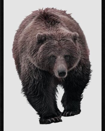 Grizzlybjørn Hvid Baggrund Plakat